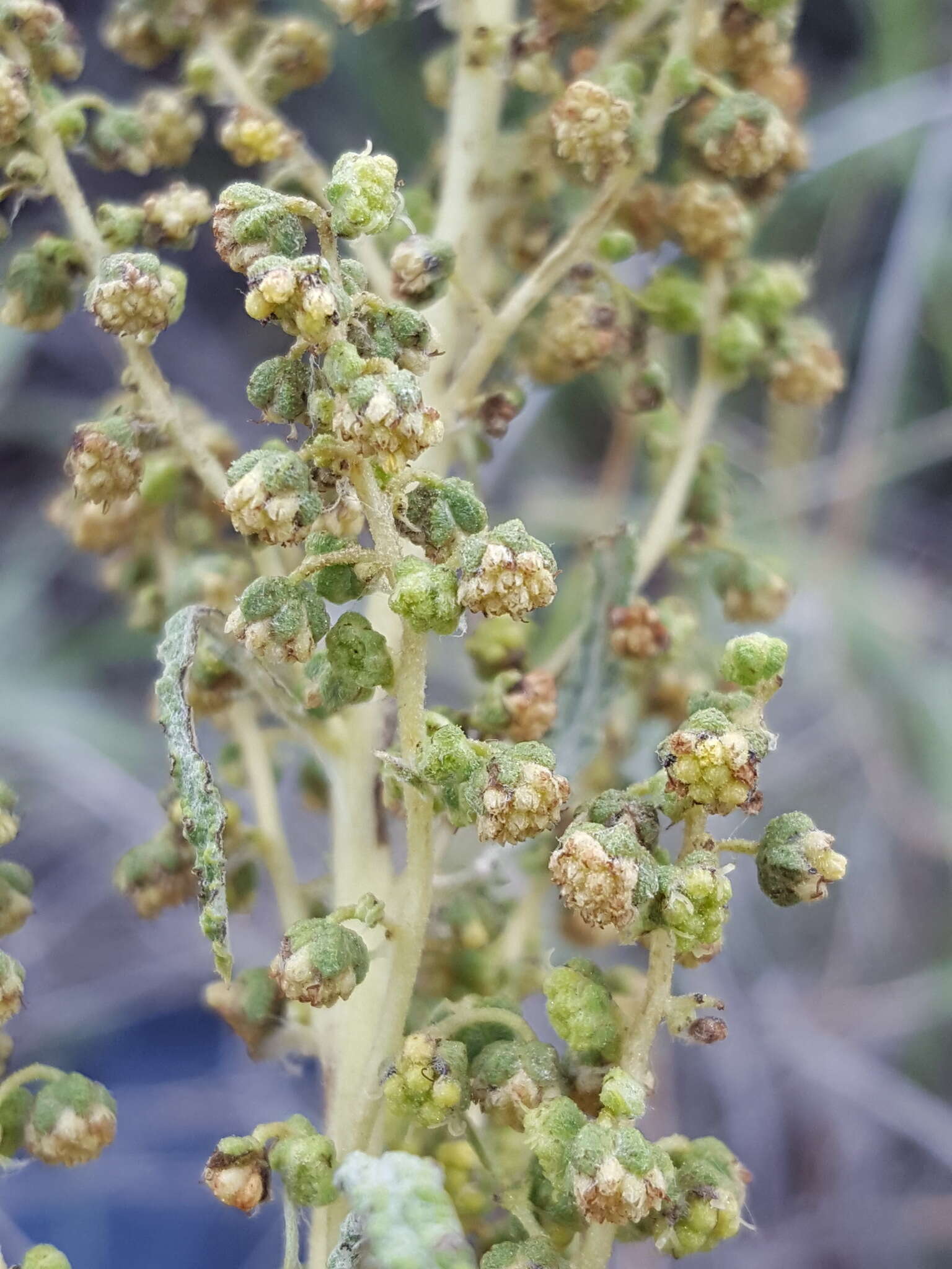 Image of woolly marsh elder