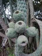 Image of cane cactus