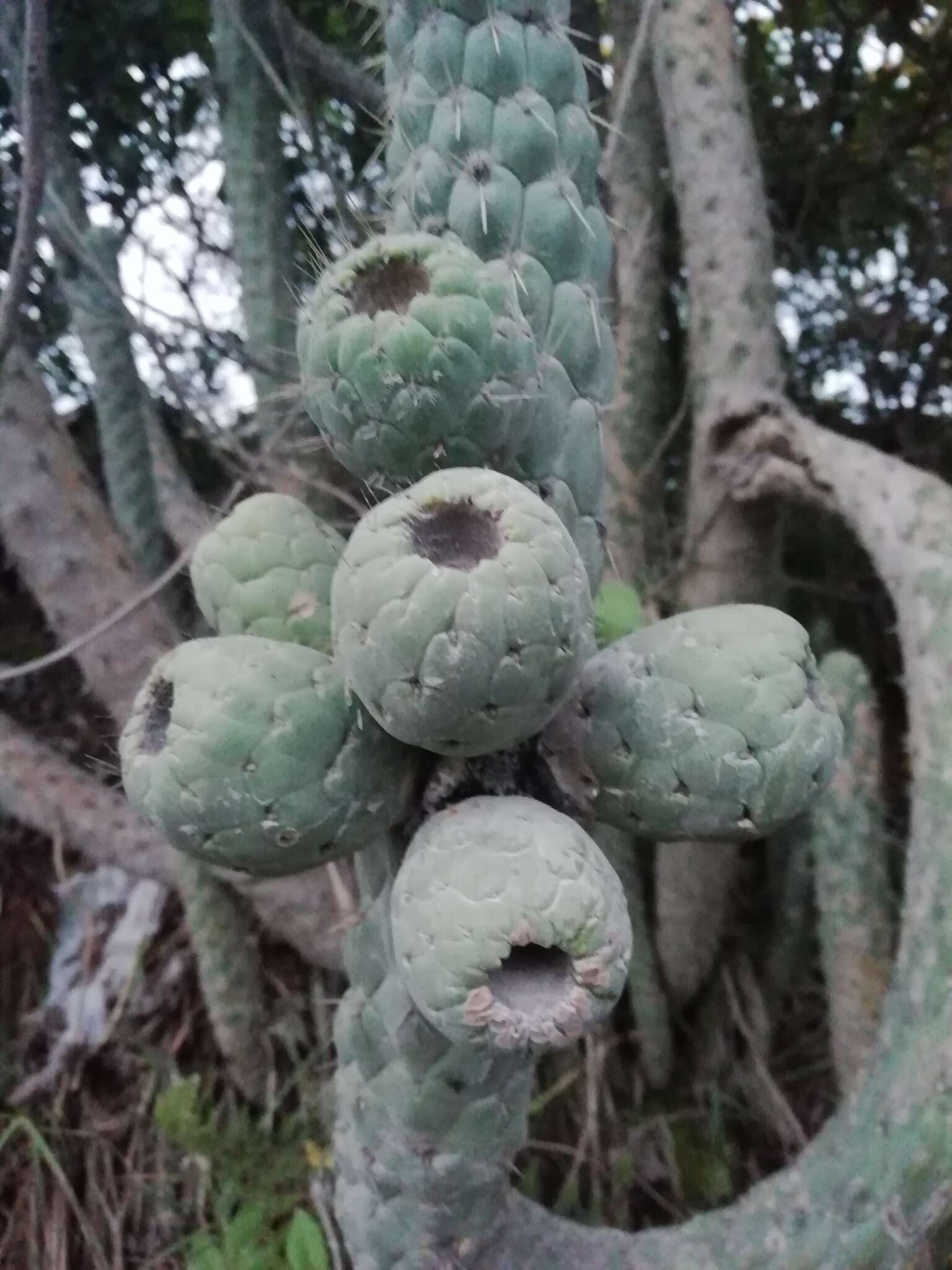 Image of cane cactus