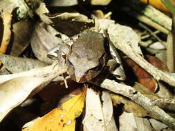 Image of Northern Barred Frog