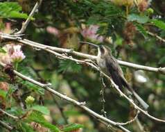 Image of Long-billed Hermit