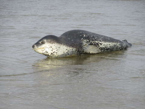 Image of leopard seal