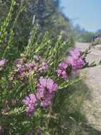 Image of thymeleaf melaleuca