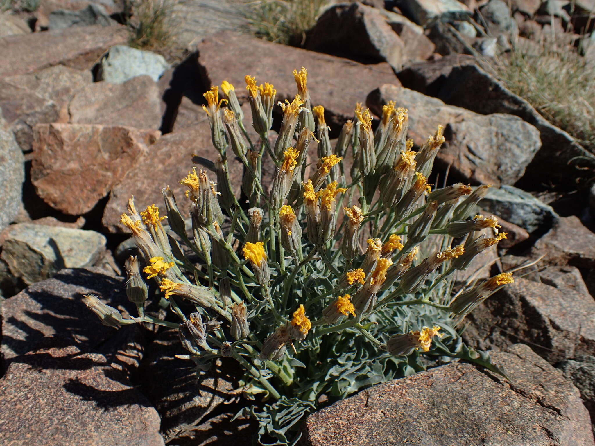 Crepis pleurocarpa Gray resmi