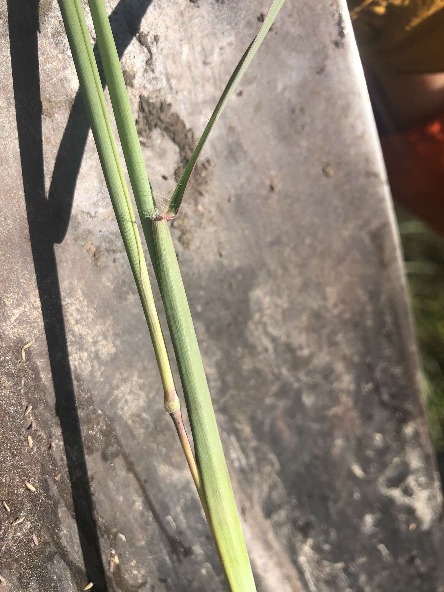 Image of Angleton bluestem