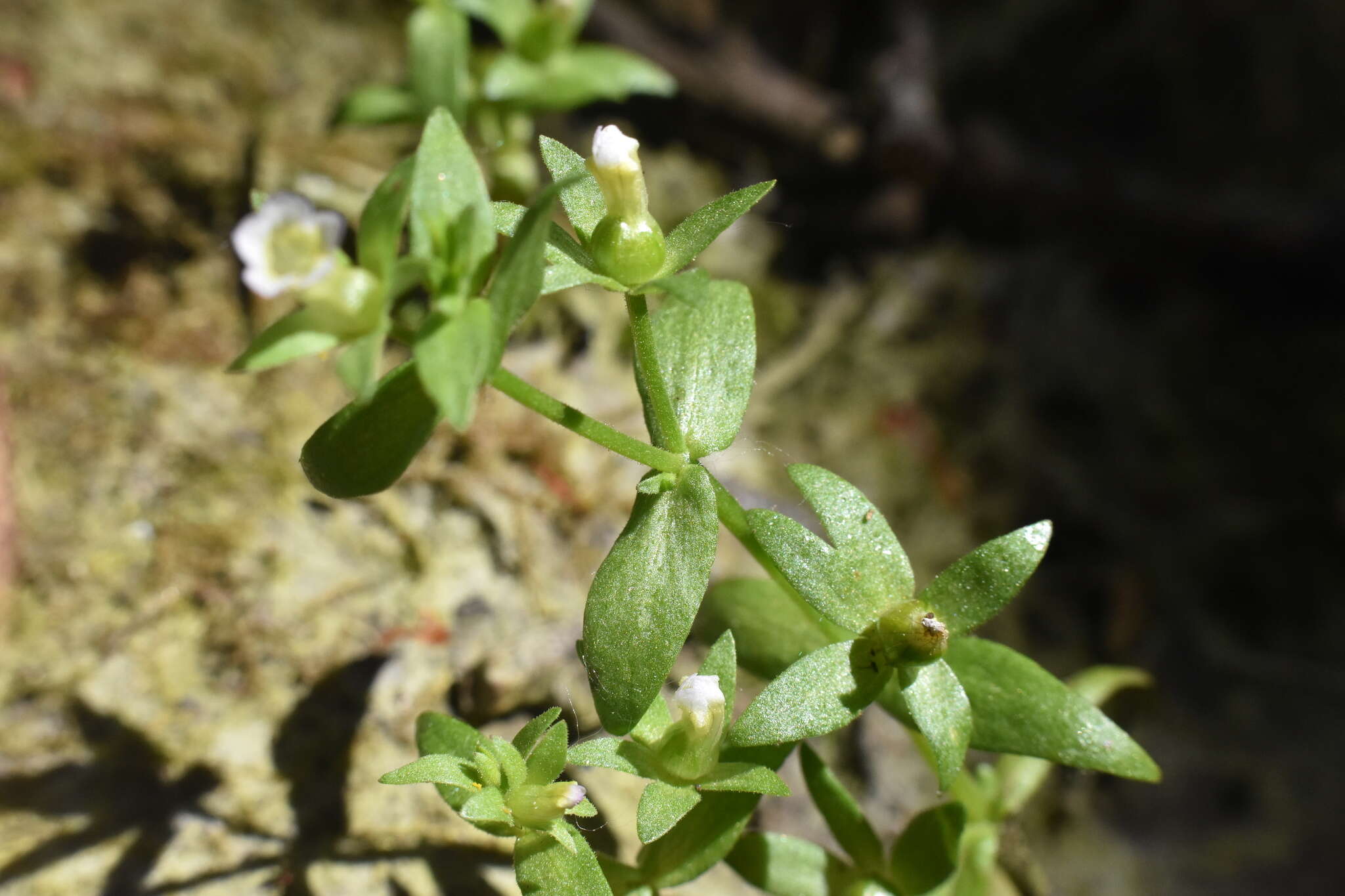 Image de Gratiola ebracteata Benth. ex A. DC.