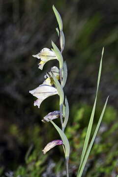 Image of Gladiolus griseus Goldblatt & J. C. Manning