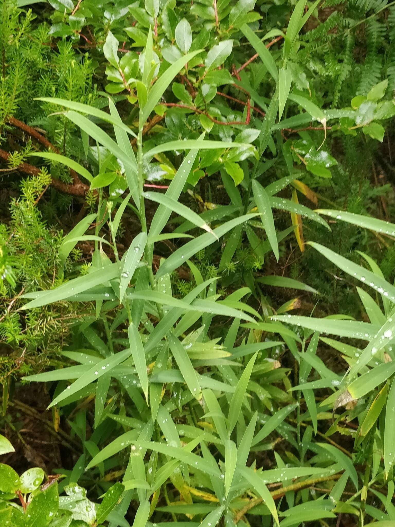 صورة Bupleurum salicifolium subsp. salicifolium