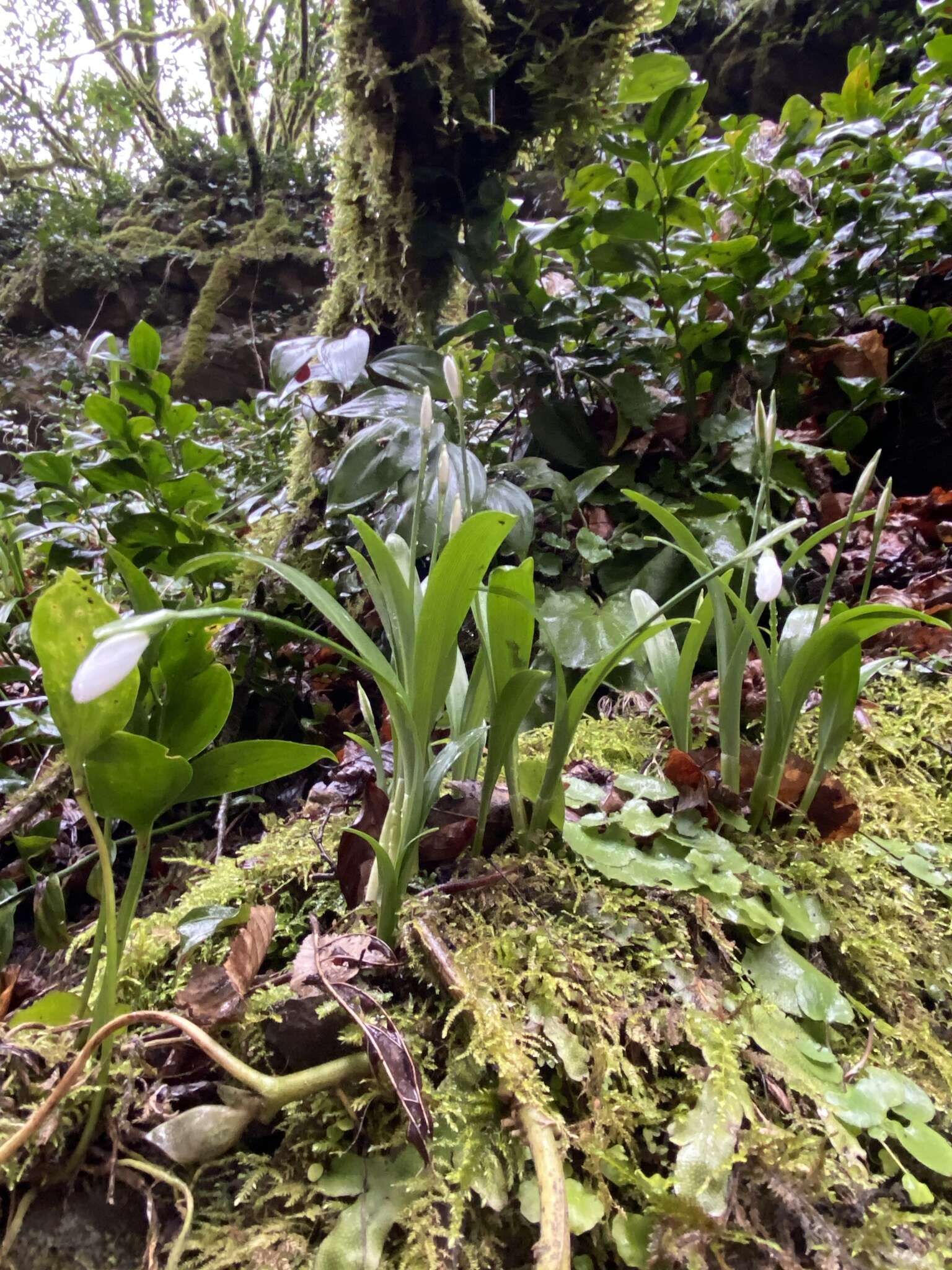 Image de Galanthus woronowii Losinsk.