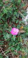 Image of Oenothera deserticola (Loes.) Munz