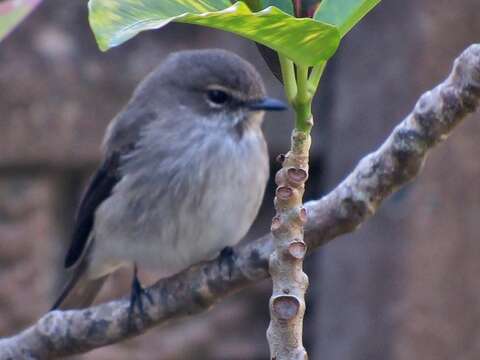 Image de Muscicapa adusta fuscula Sundevall 1850