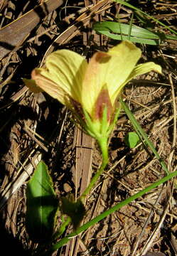 Image of Hibiscus aethiopicus var. aethiopicus