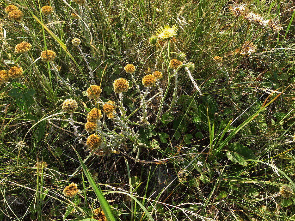 Plancia ëd Helichrysum cephaloideum DC.