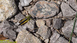 Megaulacobothrus aethalinus (Zubovski 1899) resmi