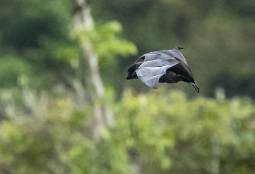 Image of Black-eared Flying Fox