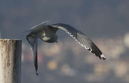 Image of Larus canus heinei Homeyer 1853