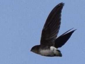 Image of Böhm's Spinetail
