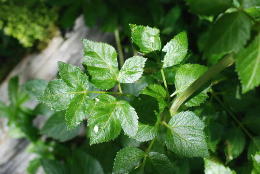 Image of seacoast angelica