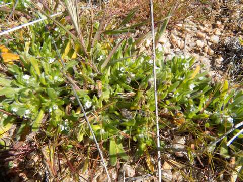 Plancia ëd Plagiobothrys pringlei Greene.