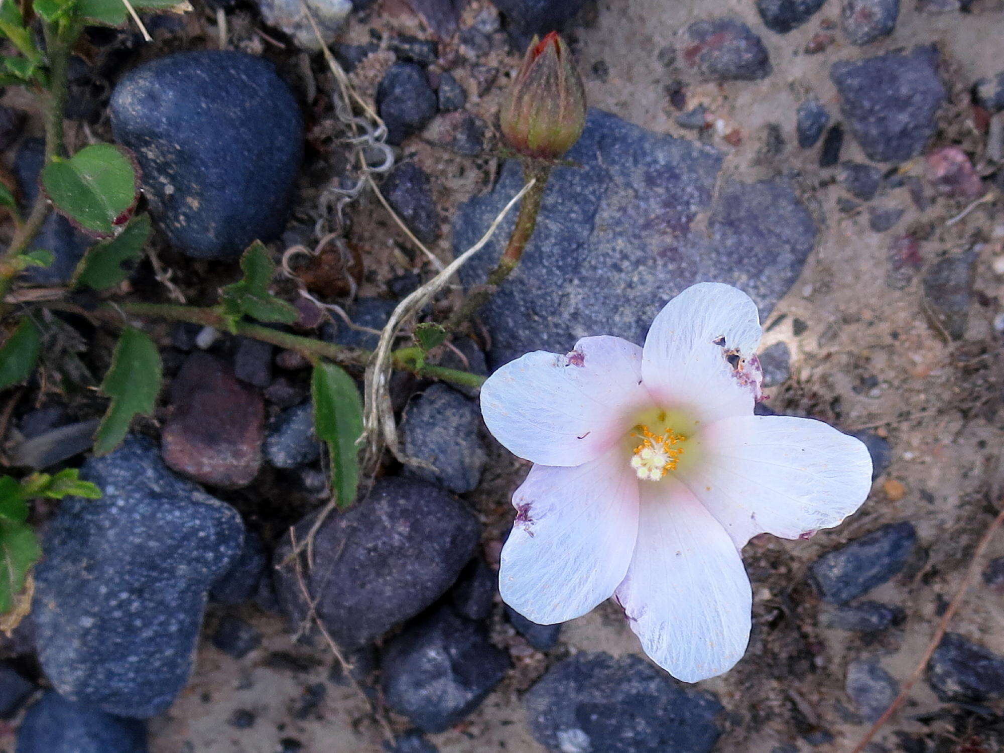 Image de Hibiscus aethiopicus var. aethiopicus
