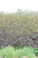 Imagem de Alnus alnobetula subsp. fruticosa (Rupr.) Raus