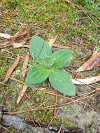 Image of Common Leopardbane