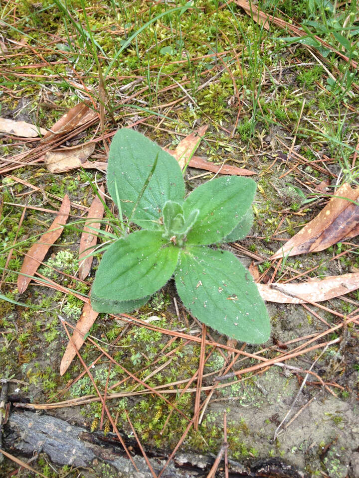 Image of Common Leopardbane