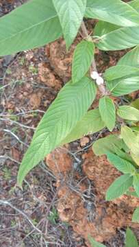 Image de Sabicea acuminata Baker