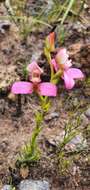 صورة Disa filicornis (L. fil.) Thunb.