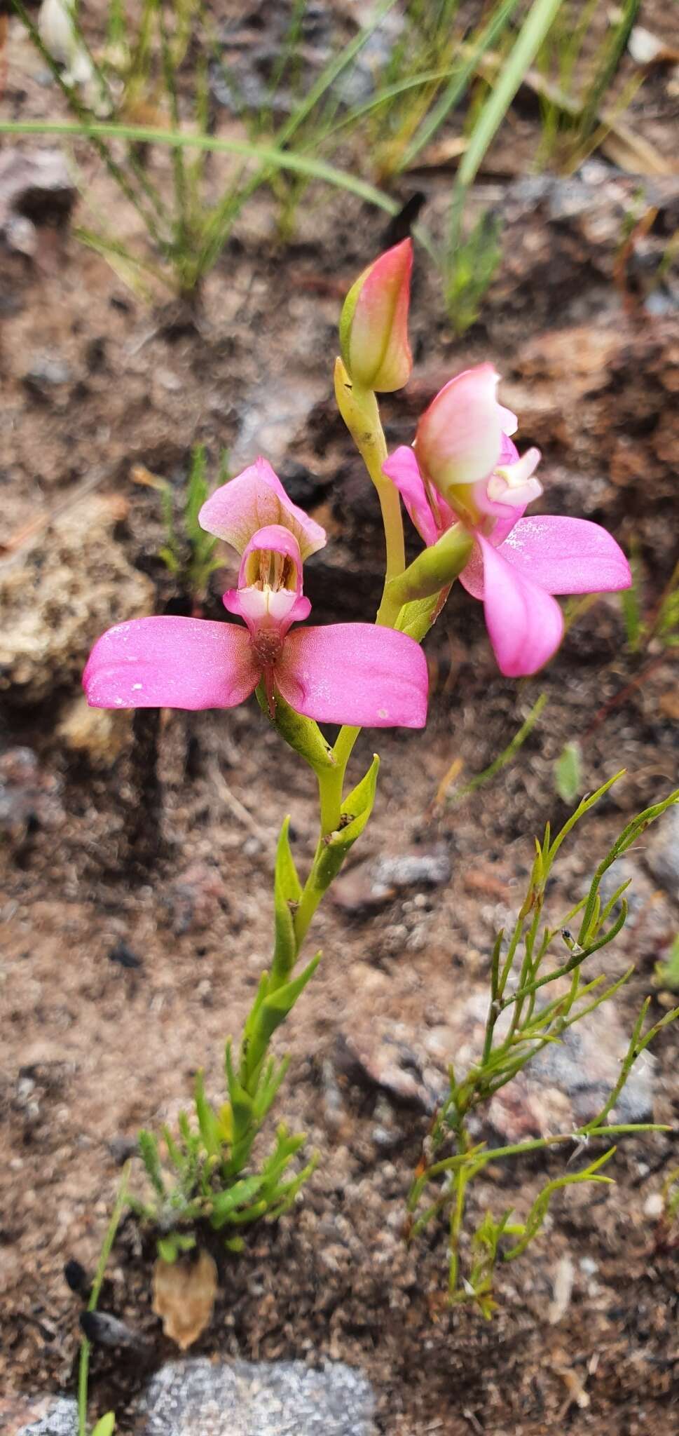 Imagem de Disa filicornis (L. fil.) Thunb.