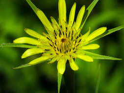 Image of Tragopogon pratensis subsp. pratensis