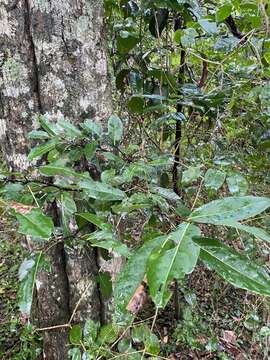 Image of Diospyros fasciculosa (F. Muell.) F. Muell.