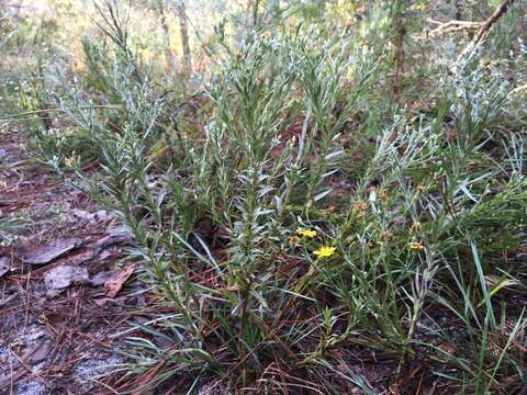 Image de Pityopsis aequilifolia