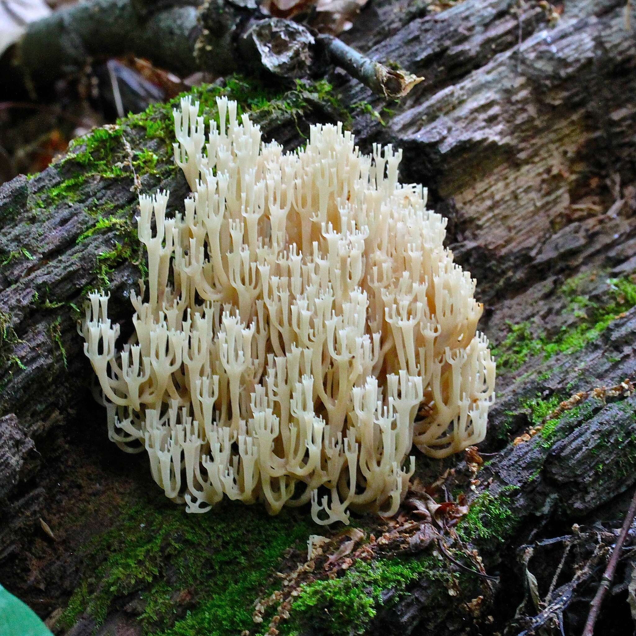 Image of Artomyces pyxidatus (Pers.) Jülich 1982