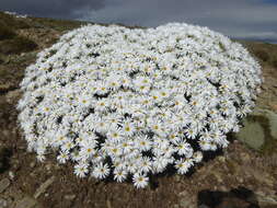 Image of Celmisia brevifolia Cockayne