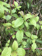 Cornus sericea subsp. sericea resmi