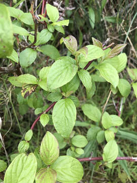 Image of redosier dogwood