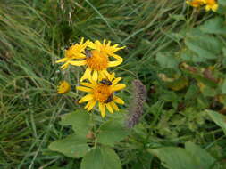 Plancia ëd Jacobaea alpina subsp. alpina