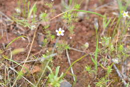 Image of thread linanthus