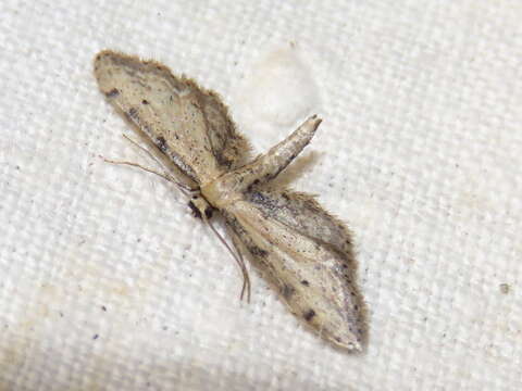 Image of Idaea attenuaria Rambur 1833