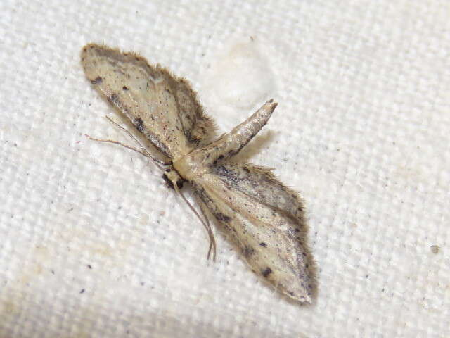 Image de Idaea attenuaria Rambur 1833