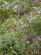 Image of Alpine Foxtail