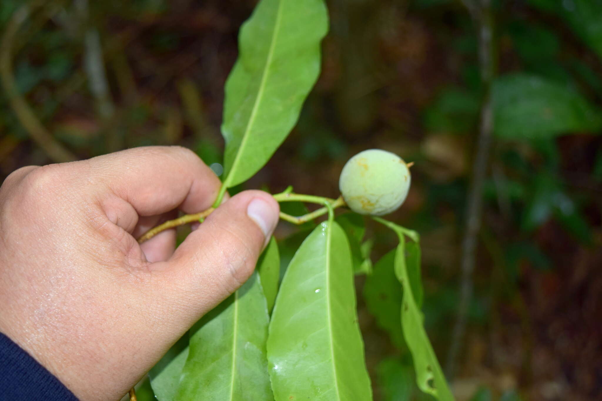 Image of Casearia thamnia