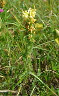 Image of Pedicularis kaufmannii Pinzger