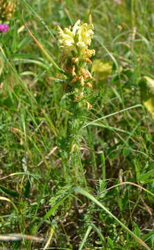 Image of Pedicularis kaufmannii Pinzger