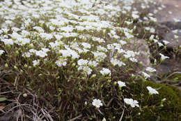 Image of One-Flower Stitchwort