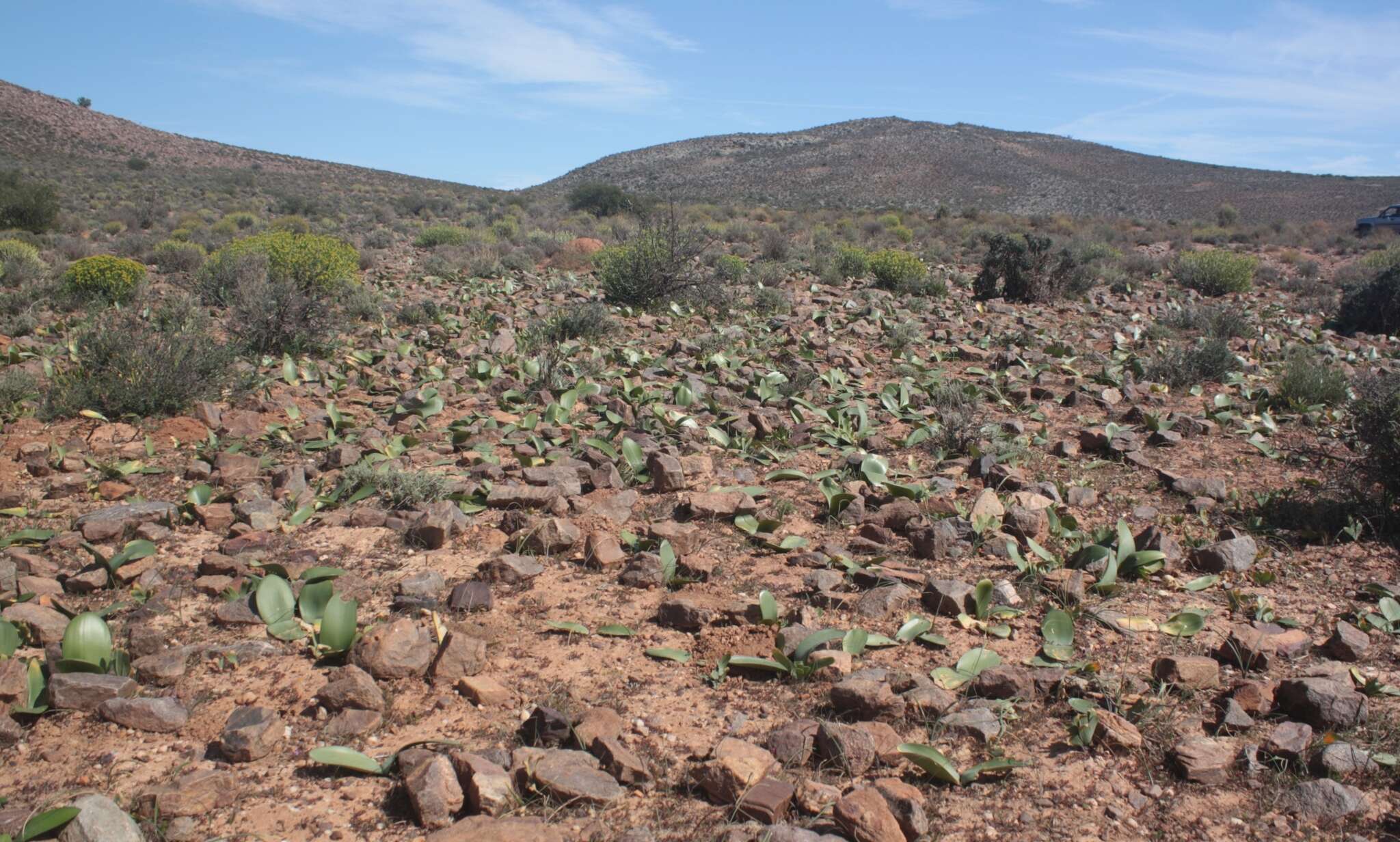 صورة Haemanthus amarylloides subsp. amarylloides