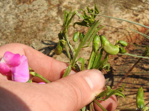 Sphenostylis angustifolia Sond.的圖片