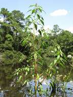 Image of tidalmarsh amaranth