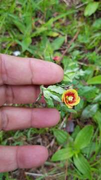 Oenothera epilobiifolia Kunth的圖片